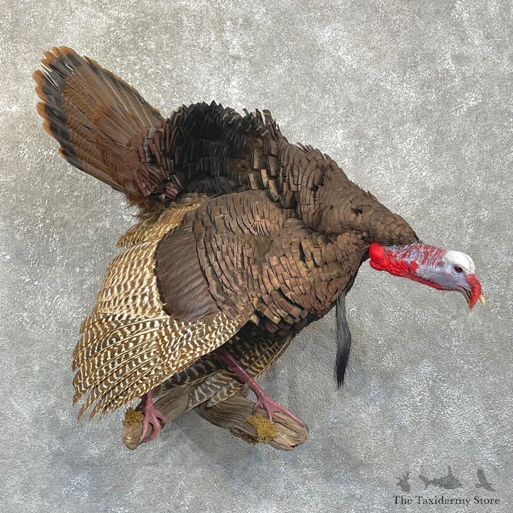 Eastern Turkey Bird Mount For Sale #24917 @ The Taxidermy Store