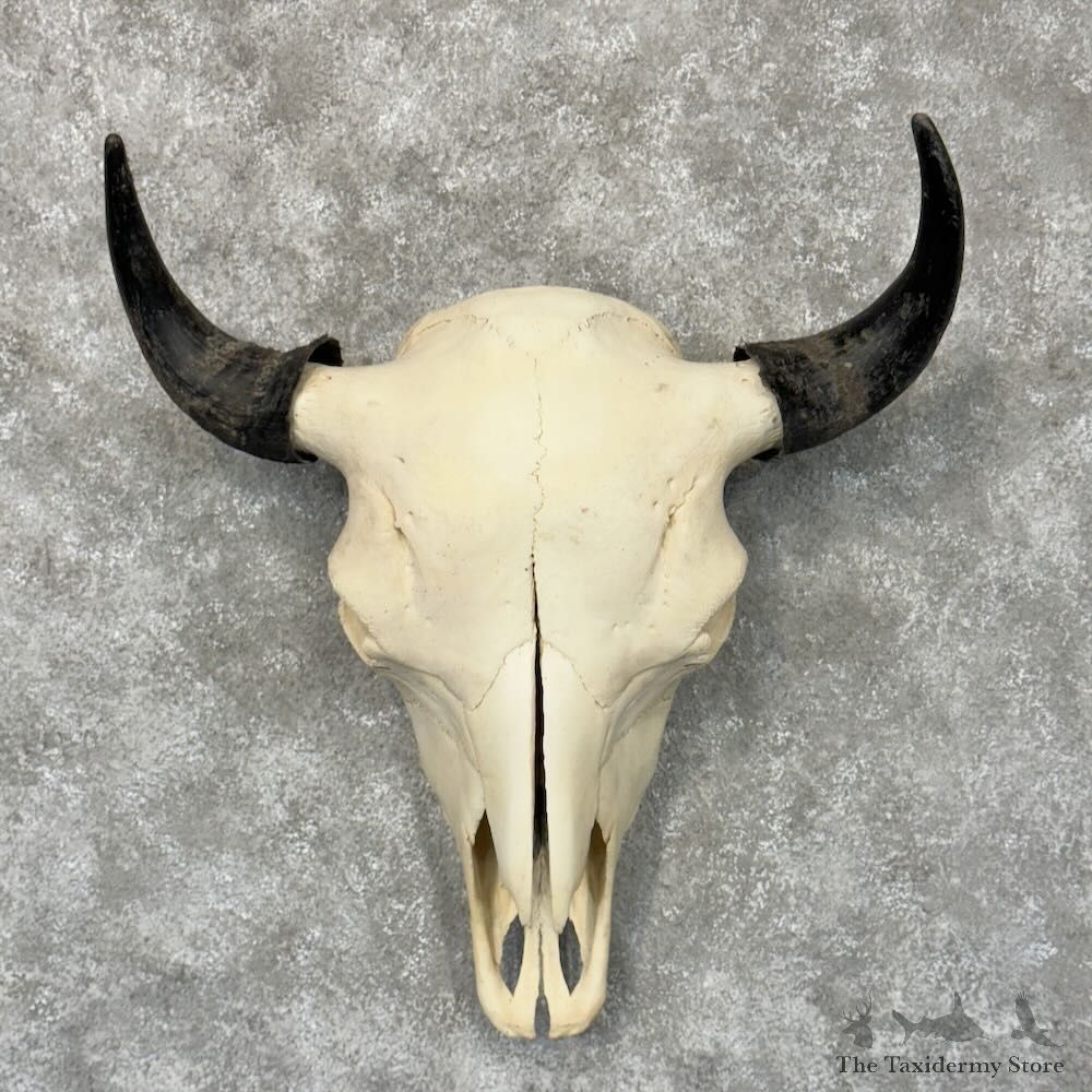 American Buffalo Bison Skull Mount For Sale #28947 @ The Taxidermy Store