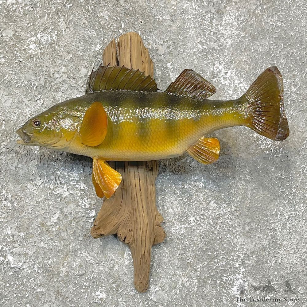 Yellow Perch Fish Mount For Sale #24106 @ The Taxidermy Store