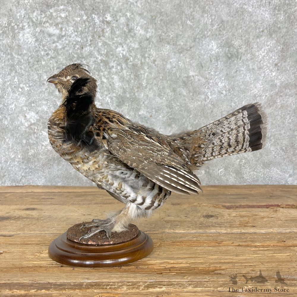Ruffed Grouse Bird Mount For Sale #27211 - The Taxidermy Store