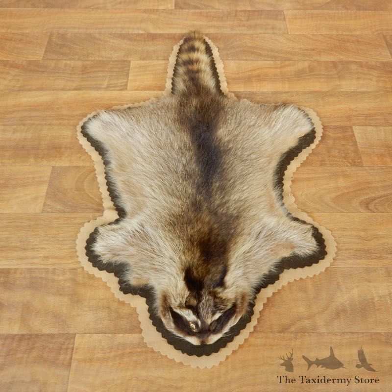Raccoon Full-Size Rug Mount For Sale #17873 @ The Taxidermy Store
