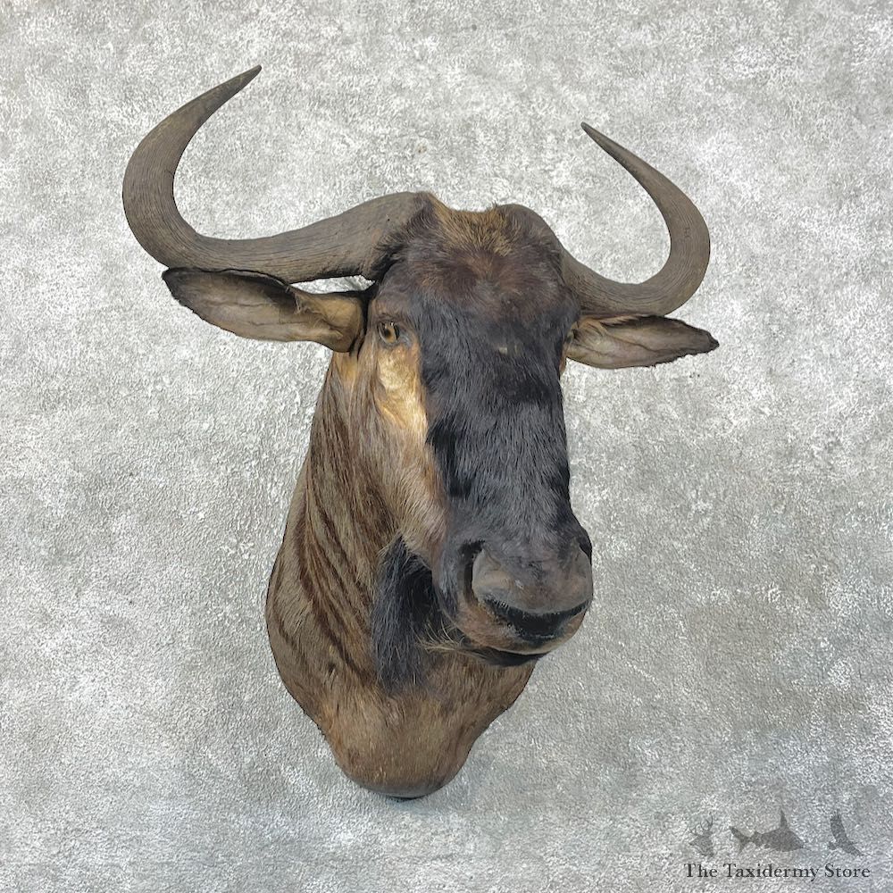 Blue Wildebeest Shoulder Mount For Sale #26045 @ The Taxidermy Store