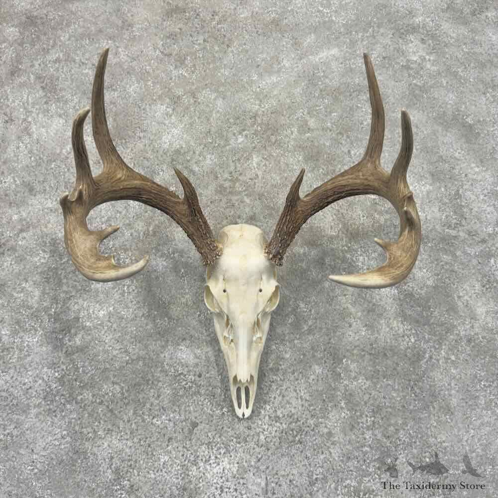 Whitetail Deer Skull European Mount For Sale #32153 @ The Taxidermy Store