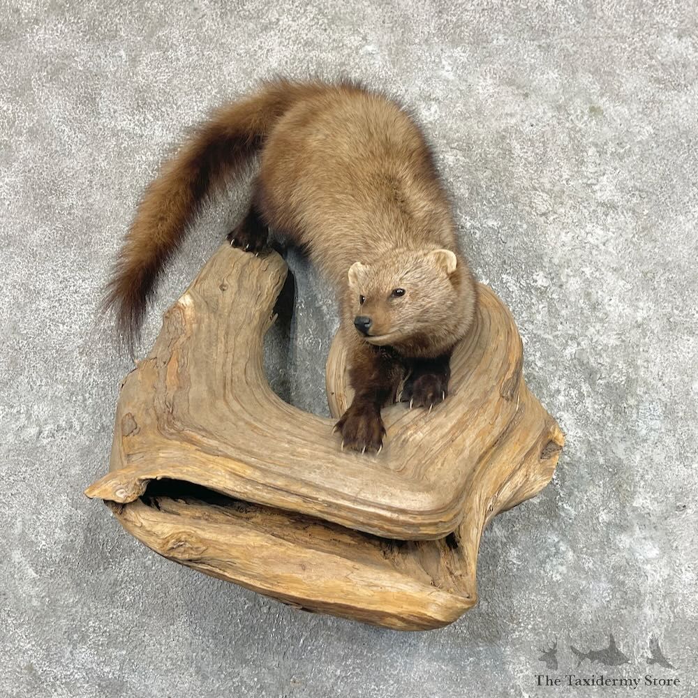 Fisher Life-Size Mount For Sale #27665 @ The Taxidermy Store