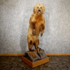 Grizzly Bear Life-Size Mount For Sale #19520 @ The Taxidermy Store