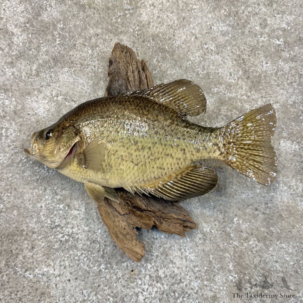 White Crappie Fish Mount For Sale #30070 @ The Taxidermy Store