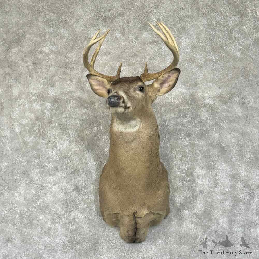 Whitetail Deer Shoulder Mount For Sale #30683 @ The Taxidermy Store