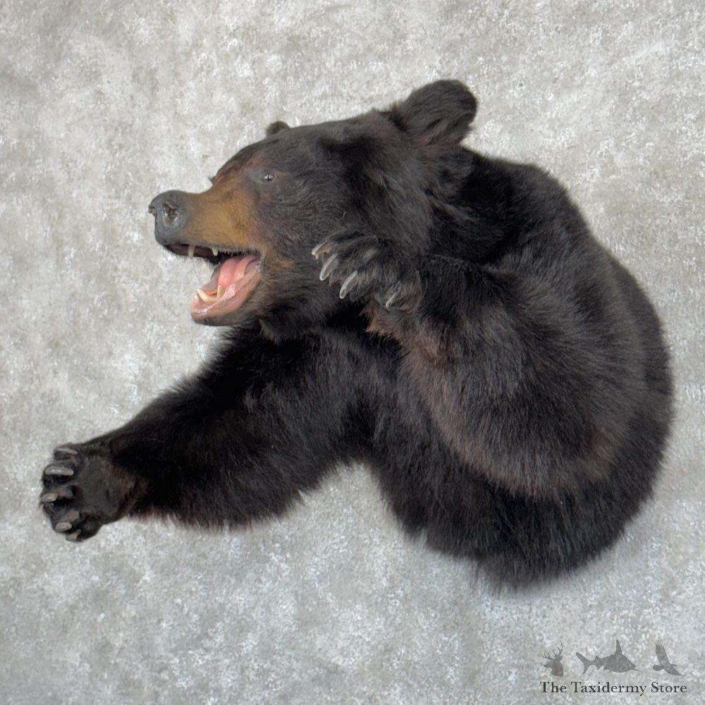 Black Bear 1/2 Life-Size Mount For Sale #29873 @ The Taxidermy Store