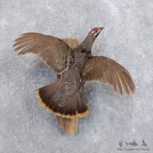 Spruce Grouse Mount For Sale #18665 @ The Taxidermy Store