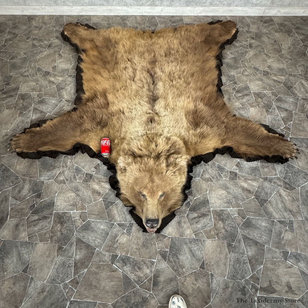 Grizzly Bear Full Size Rug Mount For Sale #29315 @ The Taxidermy Store