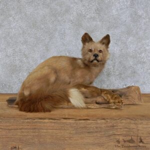 Silver Fox Pup Shoulder Taxidermy Mount #13114 For Sale @ The Taxidermy Store