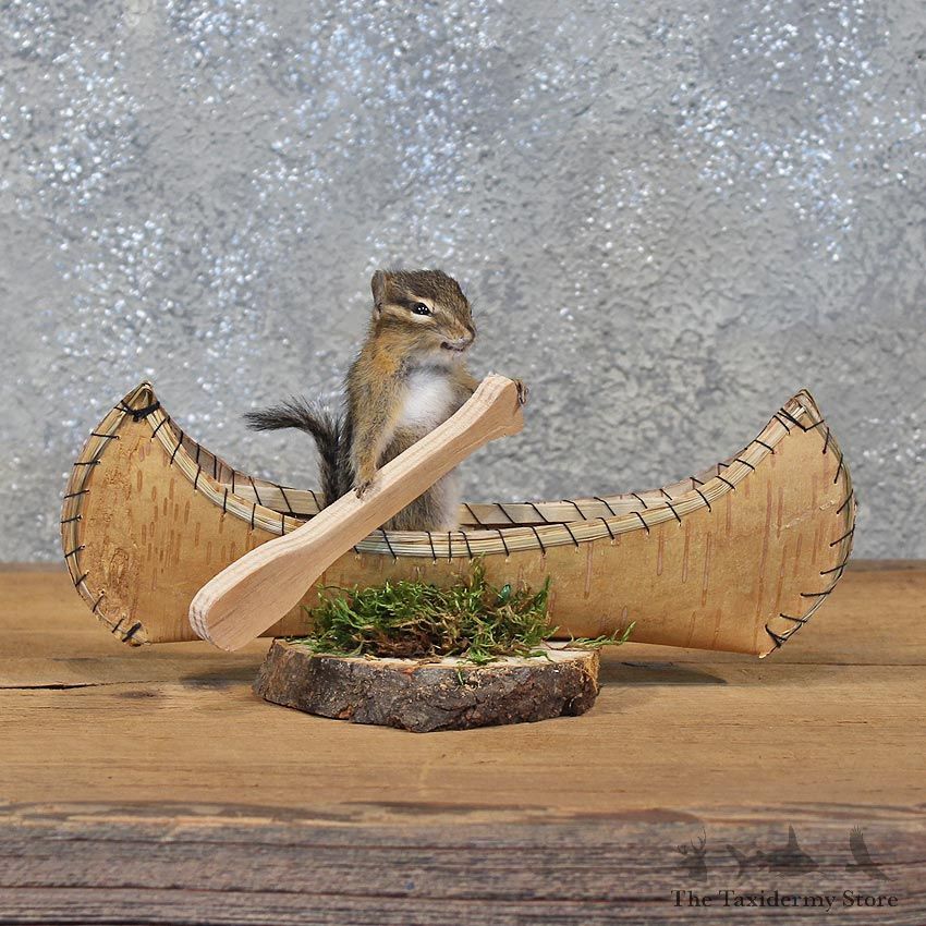Novelty Canoe Chipmunk Mount #11908 For Sale @ The Taxidermy Store