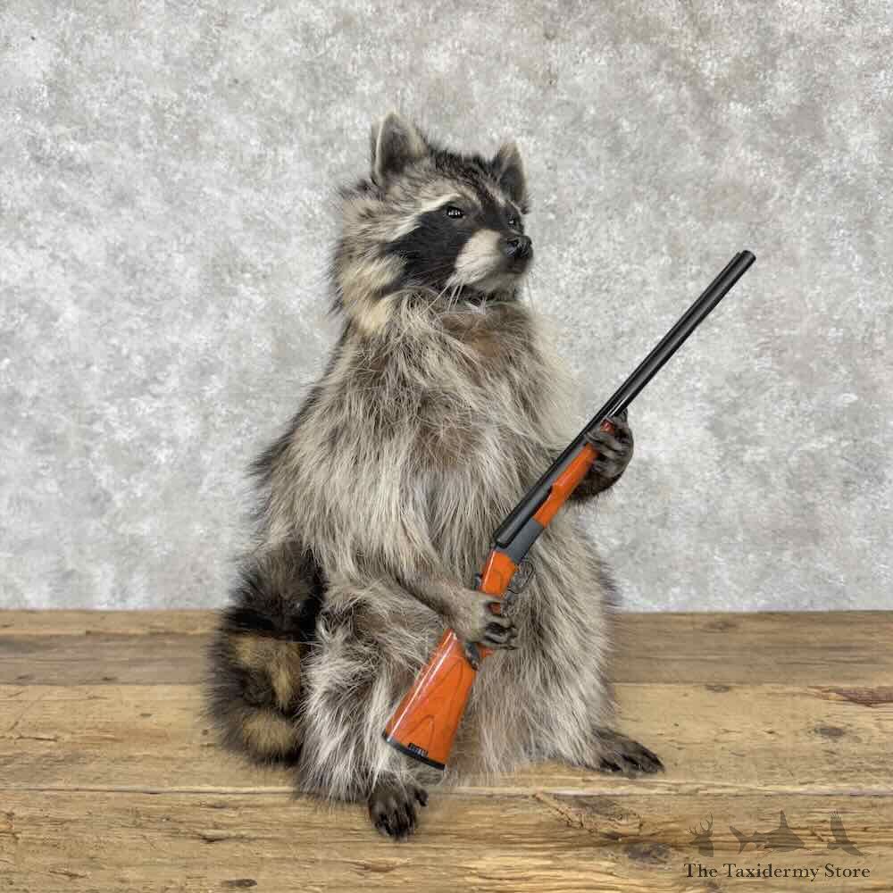 Raccoon Novelty Mount For Sale #30831 @ The Taxidermy Store