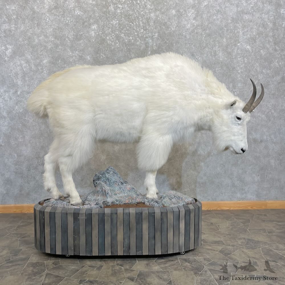 Mountain Goat Life-Size Mount For Sale #27791 @ The Taxidermy Store