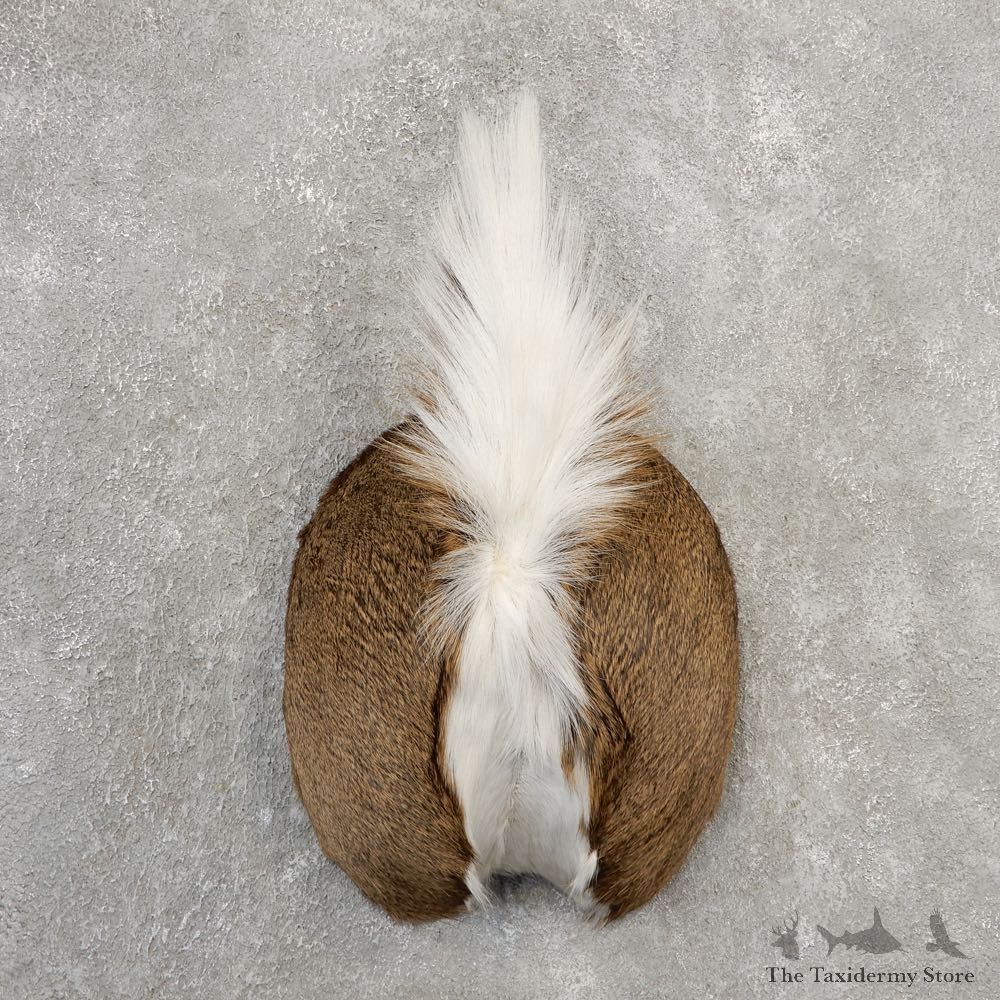 Whitetail Deer Rump Mount For Sale #21130 @ The Taxidermy Store