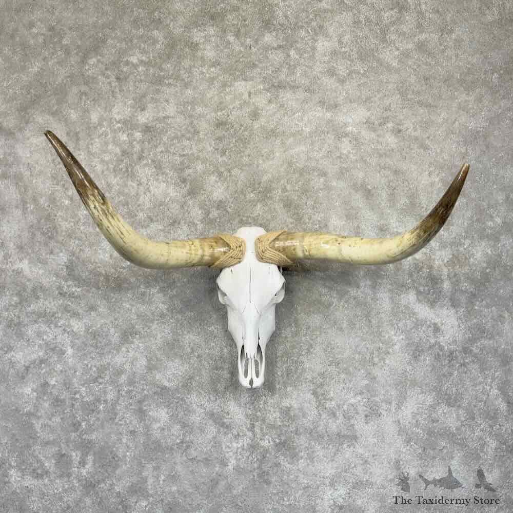 Longhorn Steer Skull European Mount For Sale #31915 @ The Taxidermy Store
