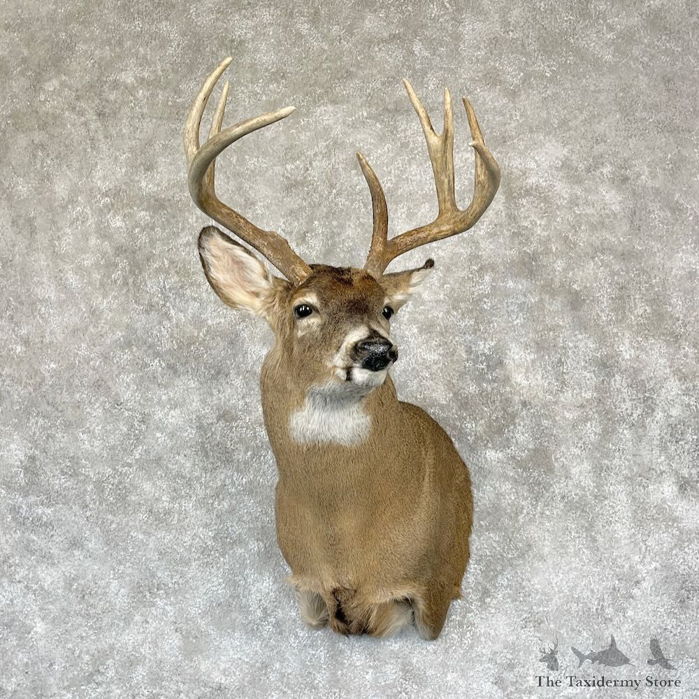 Whitetail Deer Shoulder Mount For Sale #28147 - The Taxidermy Store