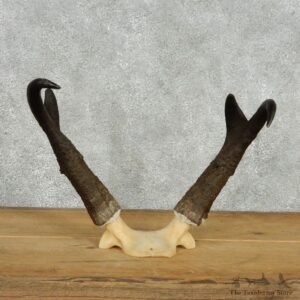 Pronghorn Taxidermy Skullcap & Horns Mount #10813 For Sale @ The Taxidermy Store