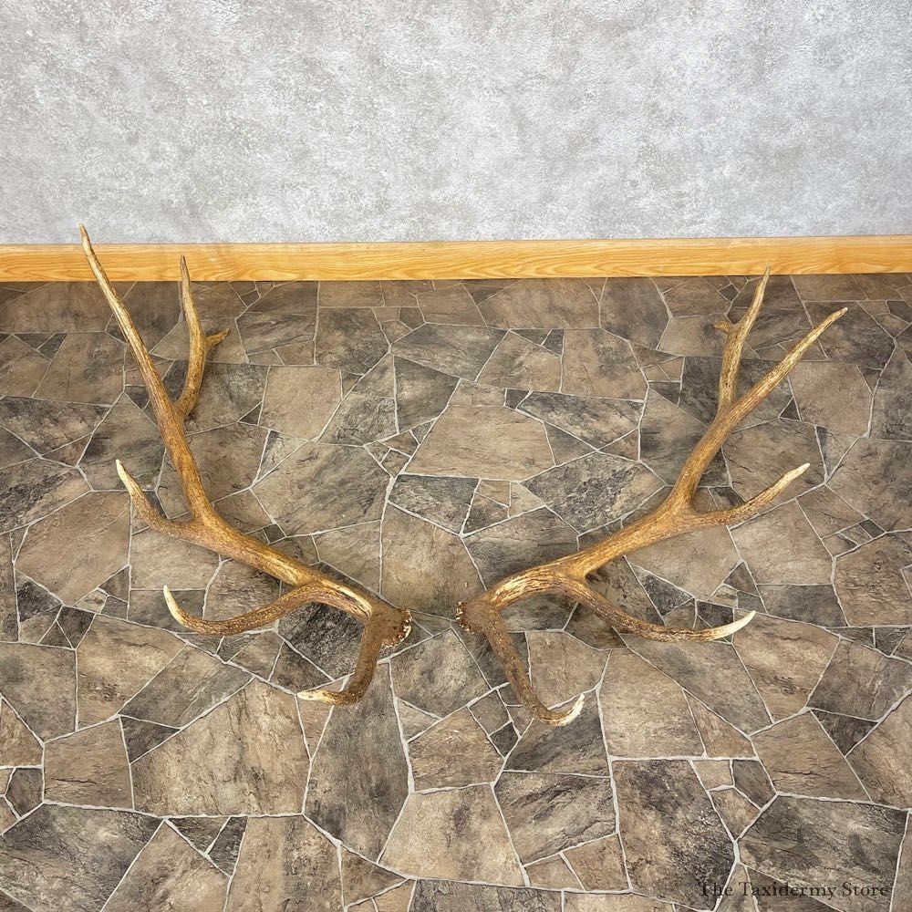 Elk Antler Craft Pack For Sale #25101 @ The Taxidermy Store