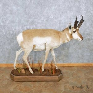 Pronghorn Antelope Life Size Taxidermy Mount For Sale #13938 For Sale @ The Taxidermy Store