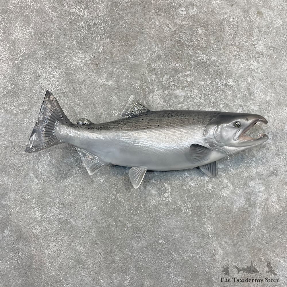 Coho Salmon Fish Mount For Sale #27696 @ The Taxidermy Store