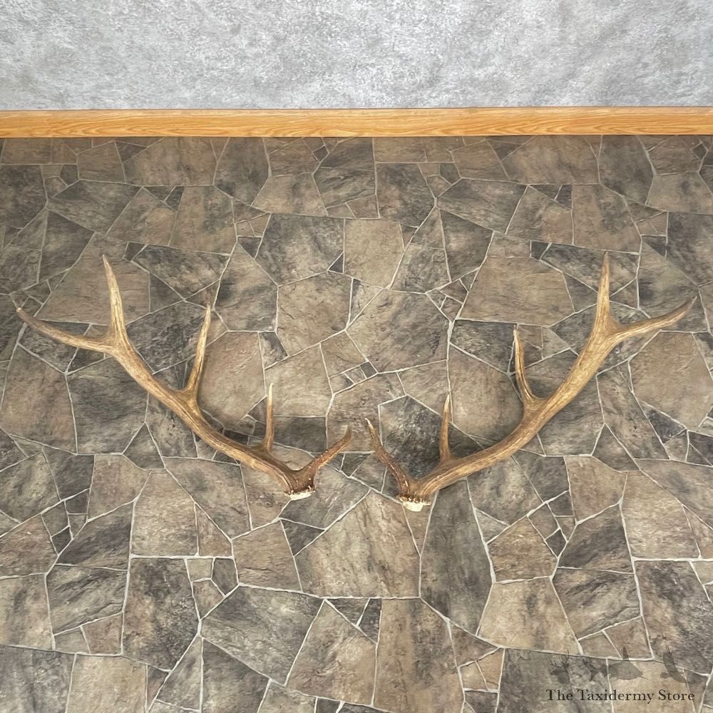 Elk Antler Craft Pack For Sale #25091 @ The Taxidermy Store