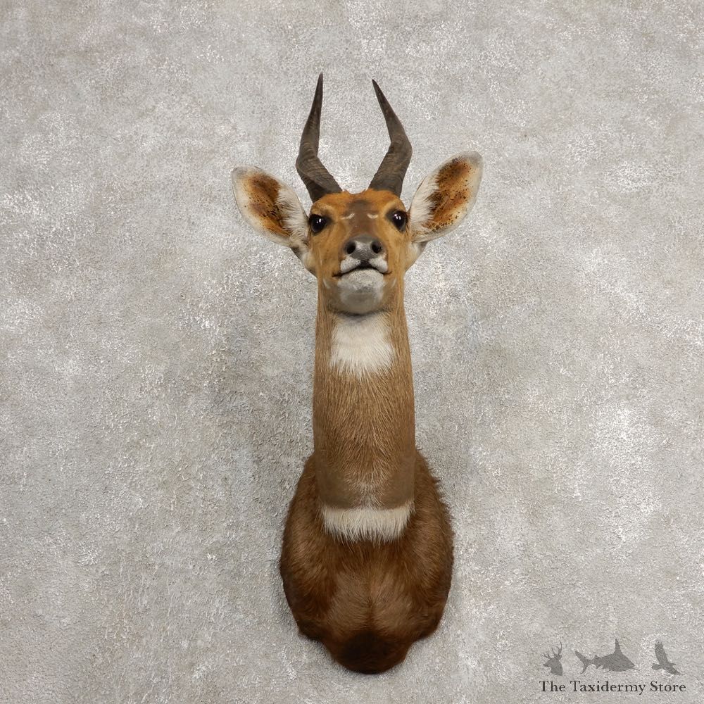 Cape Bushbuck Shoulder Mount For Sale #20473 @ The Taxidermy Store