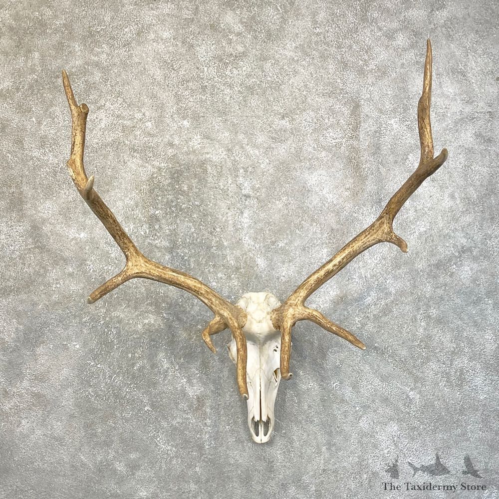 Rocky Mountain Elk Skull Mount For Sale #24623 @ The Taxidermy Store