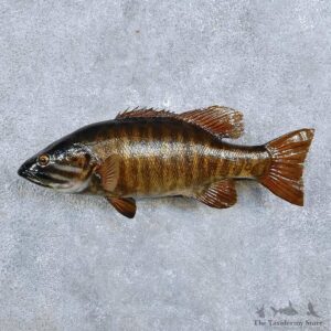 Smallmouth Bass Fish Mount For Sale #14341 @ The Taxidermy Store