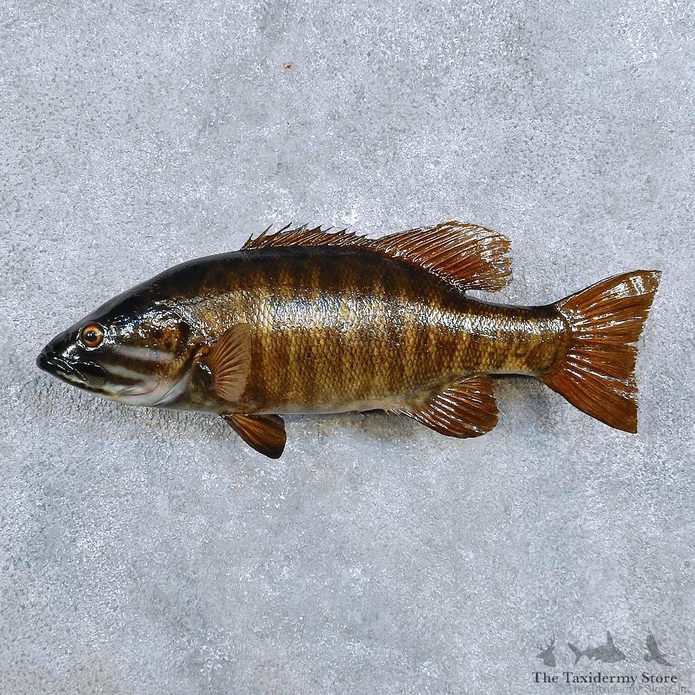 Smallmouth Bass Fish Mount For Sale #14341 @ The Taxidermy Store