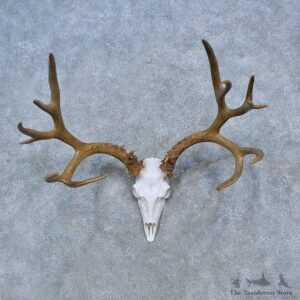 Mule Deer Skull Antler European Mount For Sale #15313 @ The Taxidermy Store
