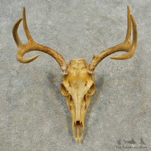 Whitetail Deer Skull European Mount For Sale #16599 @ The Taxidermy Store