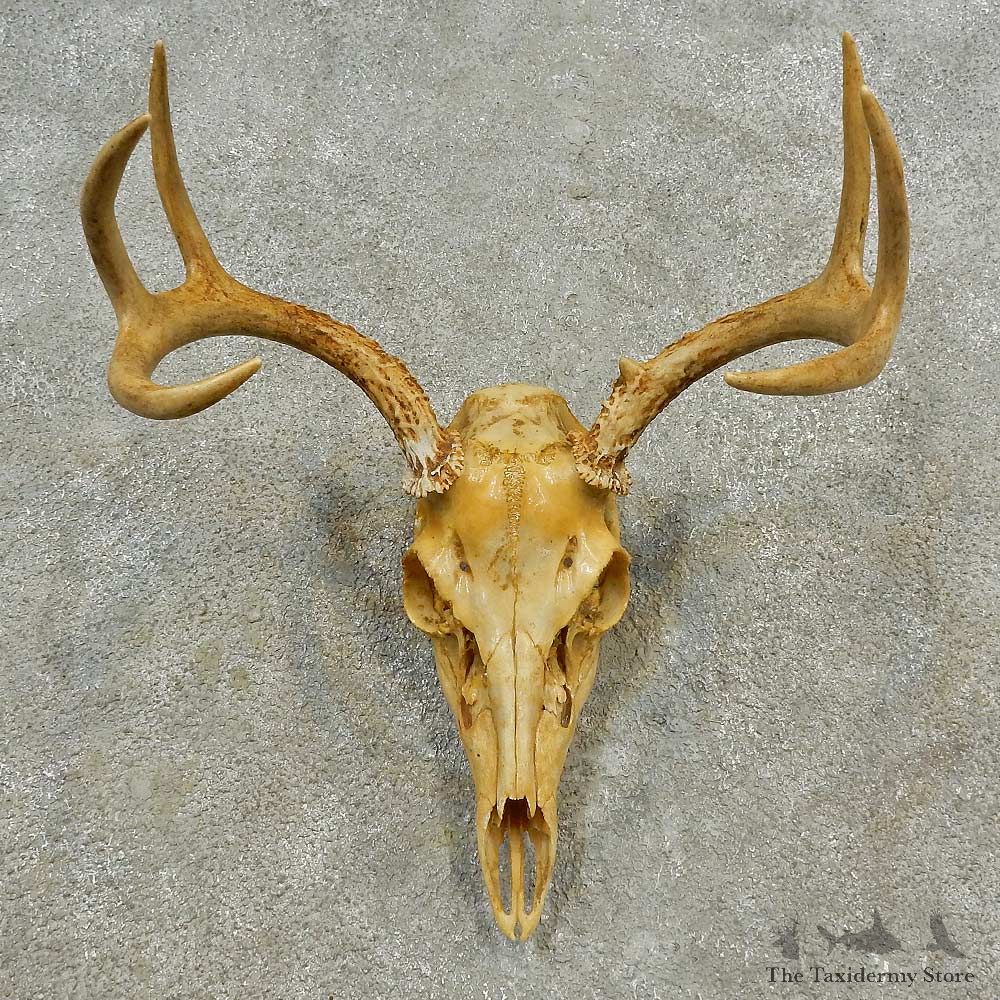 Whitetail Deer Skull European Mount For Sale #16599 @ The Taxidermy Store