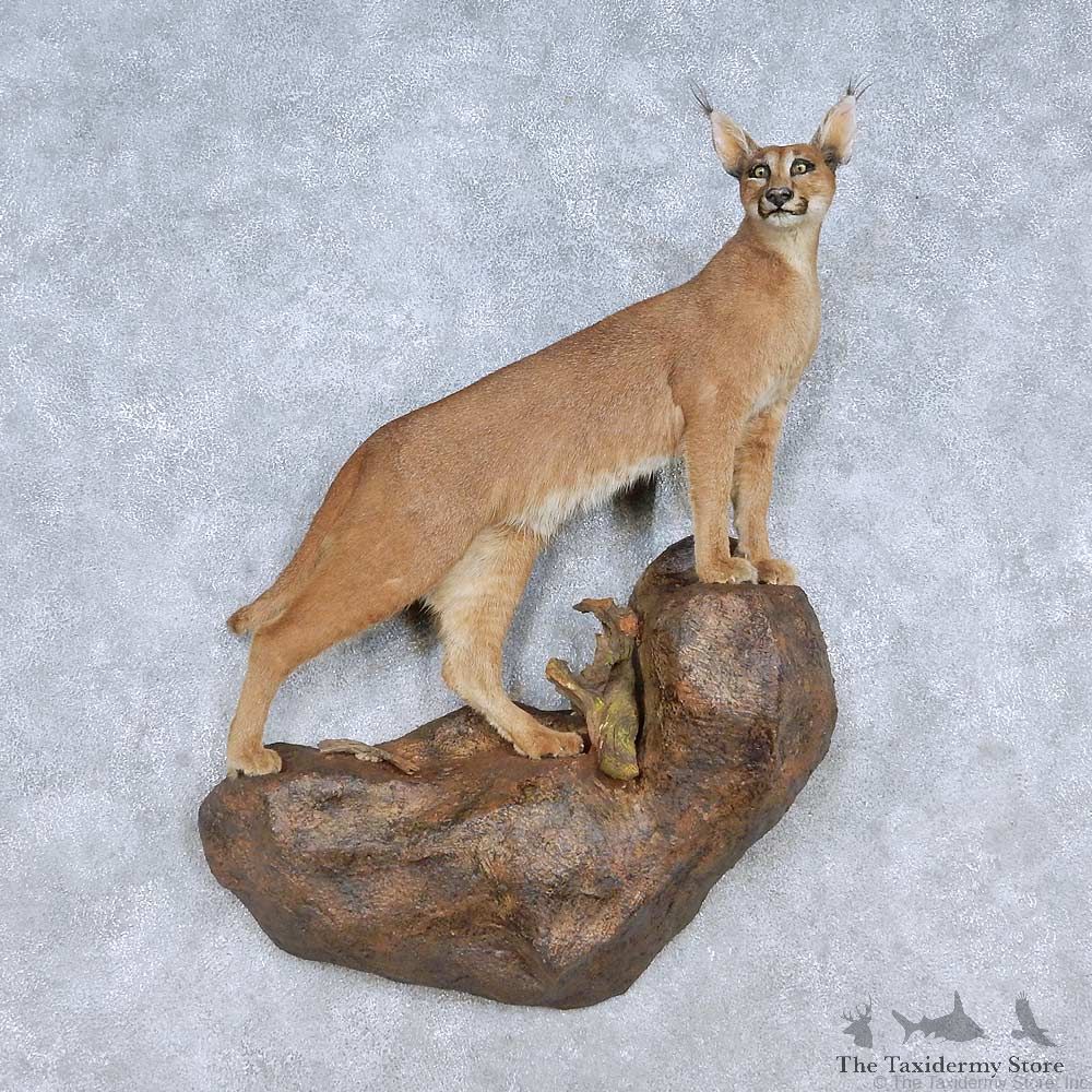 Caracal Cat Life-Size Mount For Sale #15112 @ The Taxidermy Store