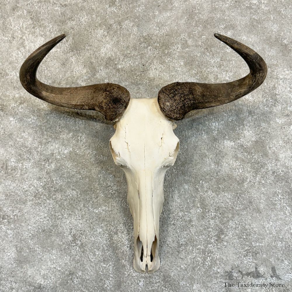 Blue Wildebeest Skull Horns European Mount For Sale #29251 @ The Taxidermy Store
