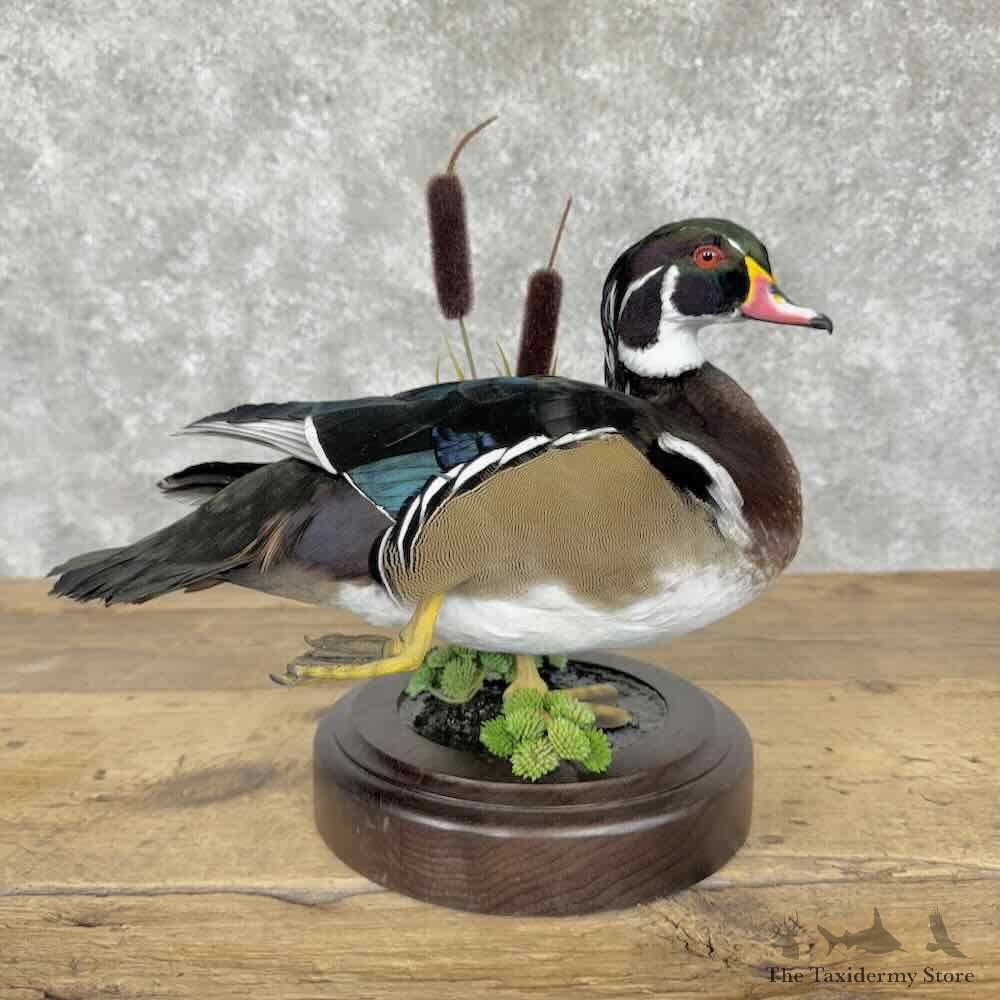 Wood Duck Bird Mount For Sale #30564 @ The Taxidermy Store