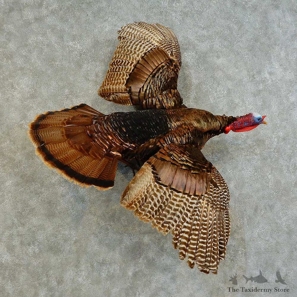 Eastern Turkey Bird Mount For Sale #16351 @ The Taxidermy Store