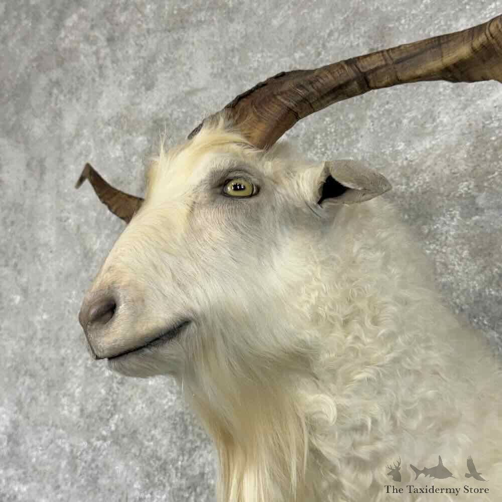 Feral Goat Shoulder Mount For Sale #30938 @ The Taxidermy Store