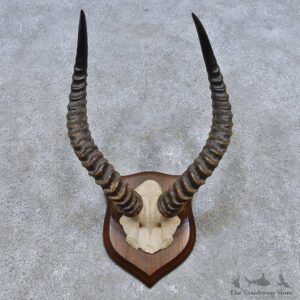 Puku Skull & Horn European Mount For Sale #14522 @ The Taxidermy Store