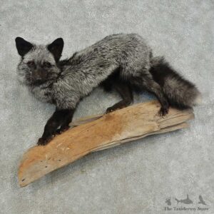 Silver Fox Life-Size Mount For Sale #16702 @ The Taxidermy Store