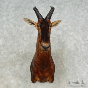 Korrigum Shoulder Mount For Sale #16190 @ The Taxidermy Store