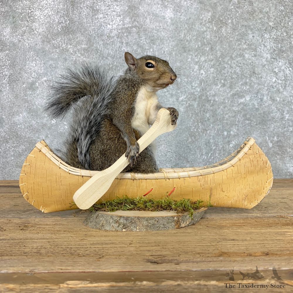 Canoe Squirrel Novelty Mount For Sale #22419 @ The Taxidermy Store