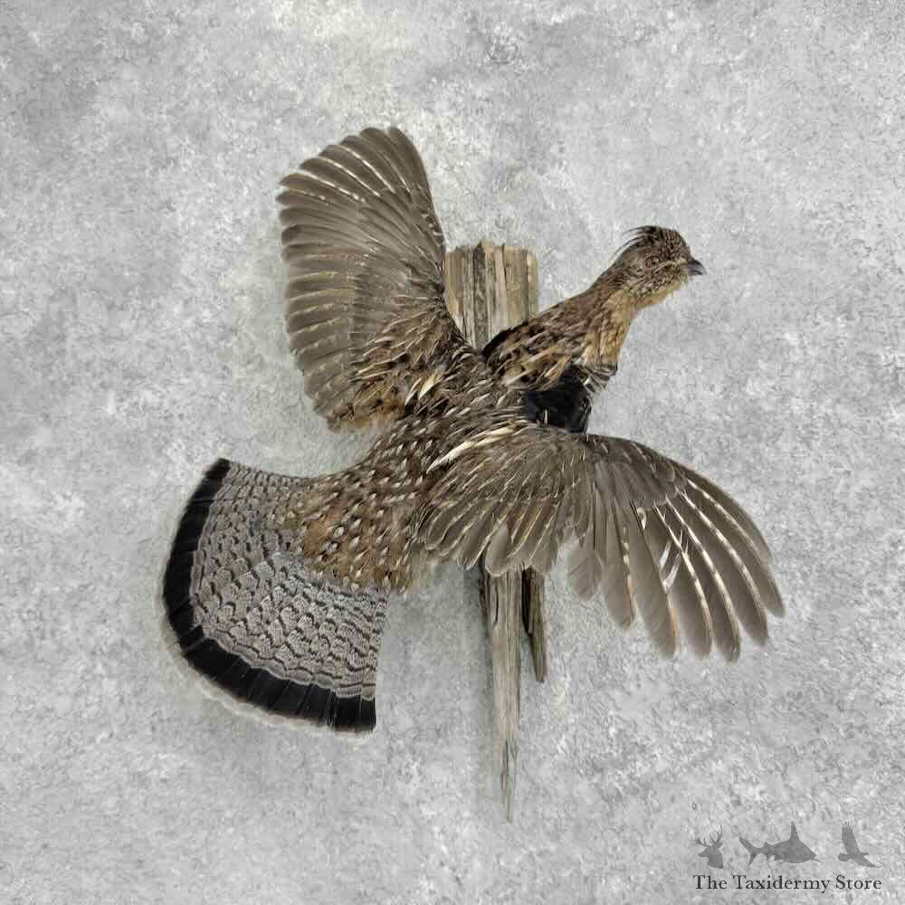 Ruffed Grouse Bird Mount For Sale #32374 @ The Taxidermy Store