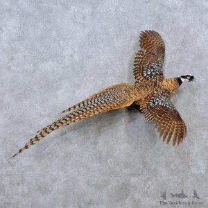 Reeves Pheasant Bird Mount For Sale #15229 @ The Taxidermy Store
