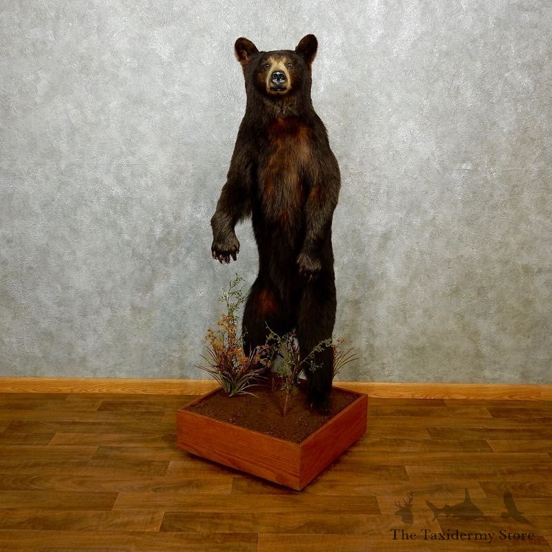 Black Bear Life-Size Mount For Sale #18213 @ The Taxidermy Store