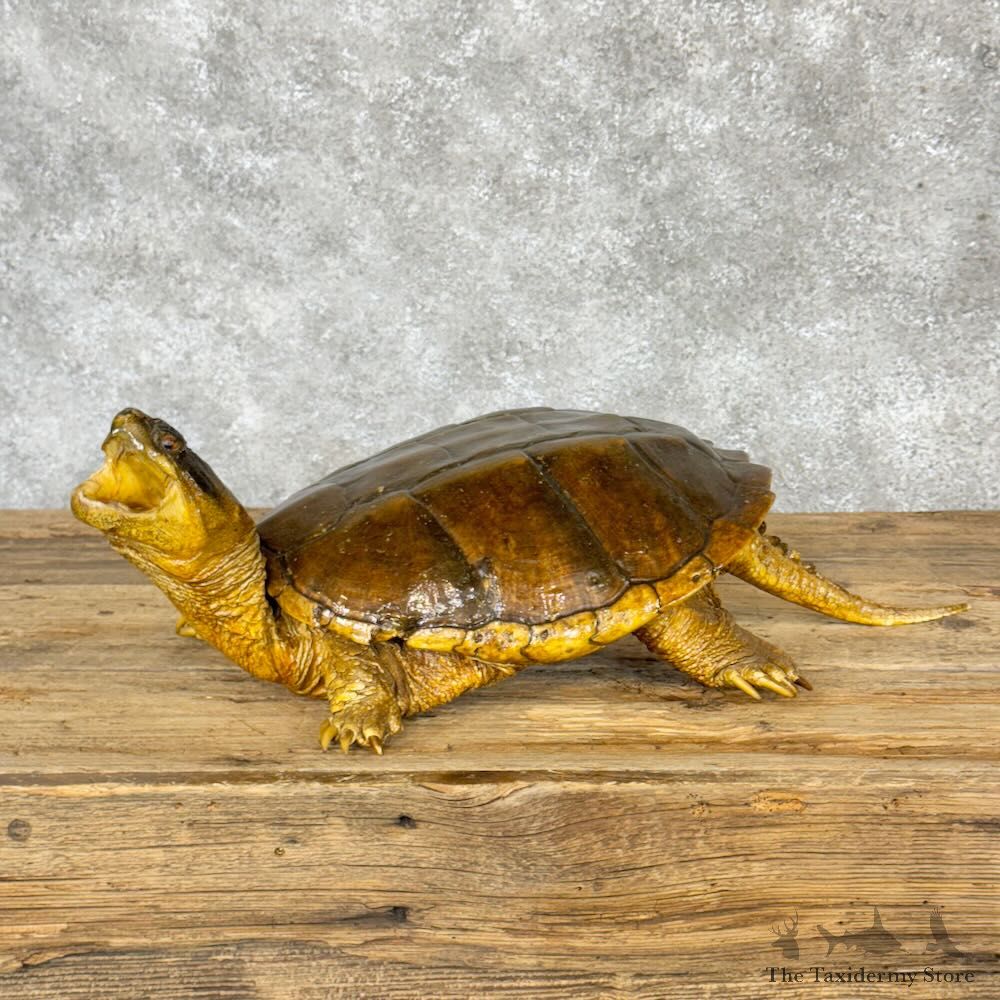 Common Snapping Turtle Taxidermy Mount For Sale - #28797 @ The Taxidermy Store