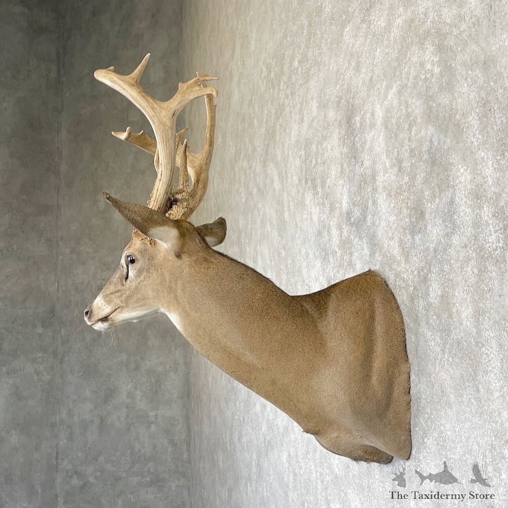 Whitetail Deer Shoulder Mount For Sale #28167 - The Taxidermy Store