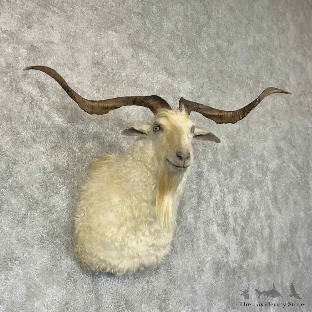 Feral Goat Shoulder Mount For Sale #30938 @ The Taxidermy Store