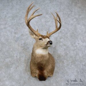 Mule Deer Shoulder Mount For Sale #15759 @ The Taxidermy Store