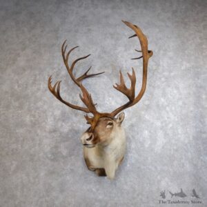 Mountain Caribou Shoulder Mount For Sale #18621 @ The Taxidermy Store